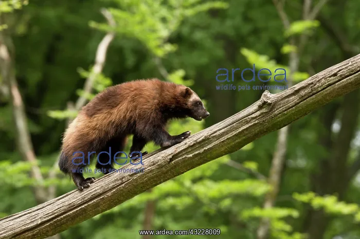 : Wolverine (Gulo gulo) in captivity. Sk ones Dyrepark : Wolverine (Gulo gulo) in captivity. Sk ones Dyrepark