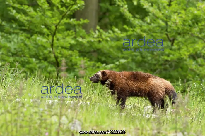 : Wolverine (Gulo gulo) in captivity. Sk ones Dyrepark : Wolverine (Gulo gulo) in captivity. Sk ones Dyrepark