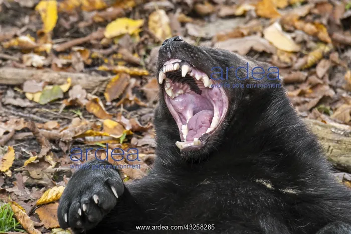 : Wolverine (Gulo gulo), glutton yawning and showing : Wolverine (Gulo gulo), glutton yawning and showing