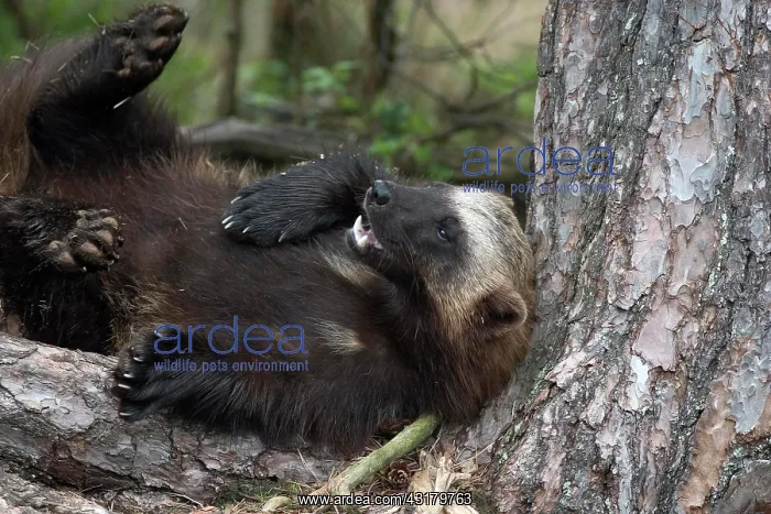 : Wolverine (Gulo gulo) laying with its back against : Wolverine (Gulo gulo) laying with its back against