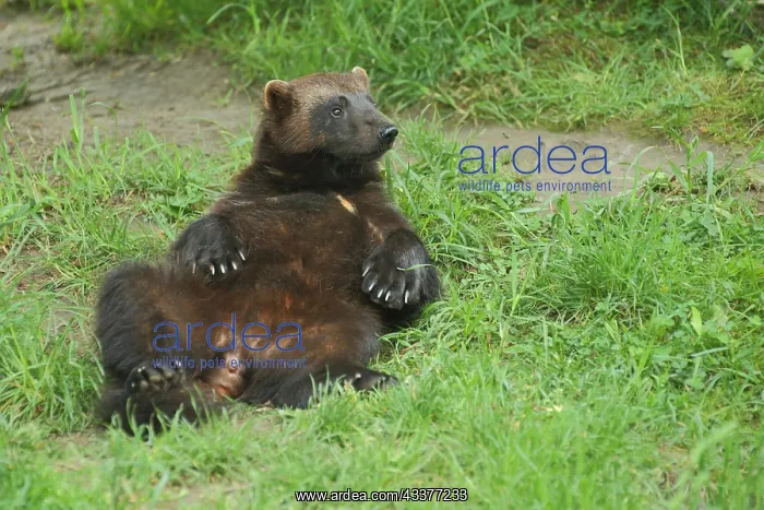 : Wolverine (Gulo gulo), Lying, Back, Relaxing, Captive : Wolverine (Gulo gulo), Lying, Back, Relaxing, Captive