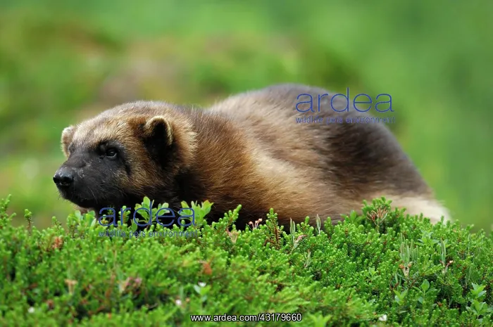 : Wolverine (Gulo gulo), northern Norway, Scandinavia : Wolverine (Gulo gulo), northern Norway, Scandinavia