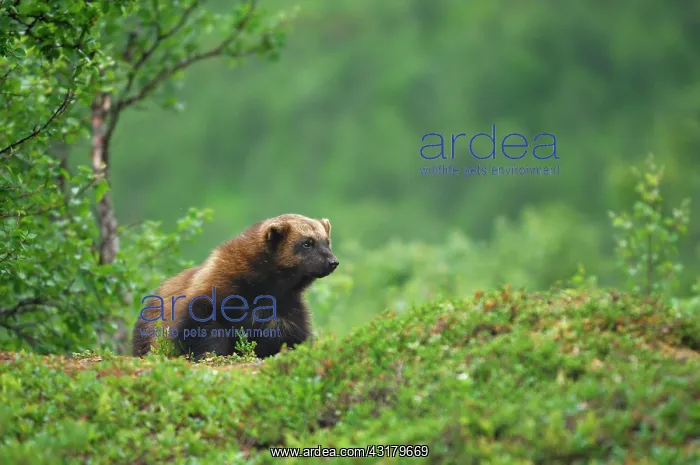 : Wolverine (Gulo gulo), northern Norway, Scandinavia : Wolverine (Gulo gulo), northern Norway, Scandinavia