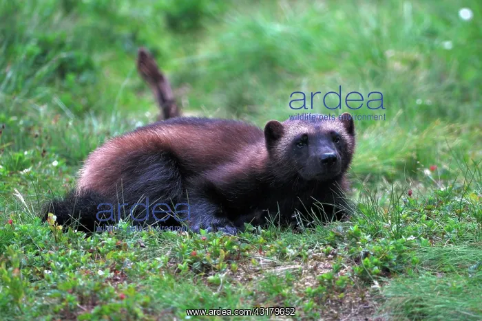 : Wolverine (Gulo gulo), portrait, northern Norway : Wolverine (Gulo gulo), portrait, northern Norway