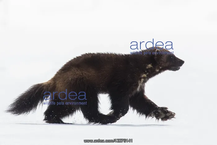 : Wolverine (Gulo gulo) on the run in the snow, F : Wolverine (Gulo gulo) on the run in the snow, F
