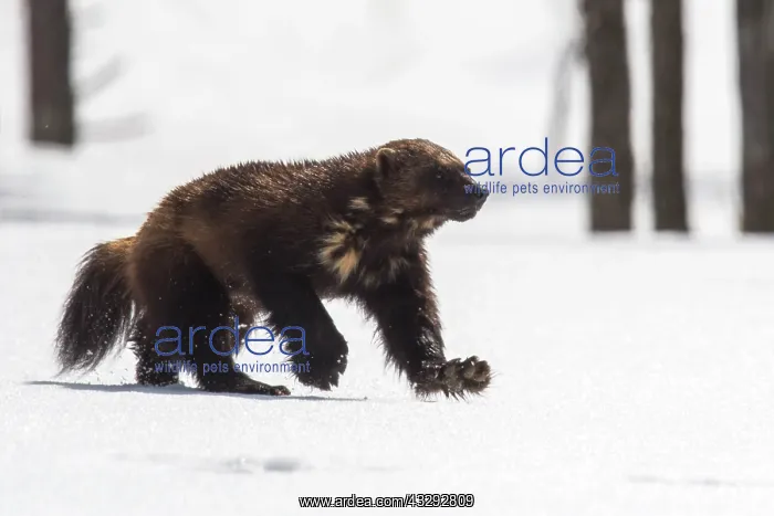 : Wolverine (Gulo gulo) running through the snow : Wolverine (Gulo gulo) running through the snow