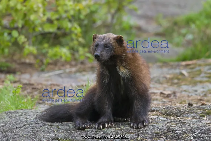 : Wolverine (Gulo gulo) on the subarctic tundra : Wolverine (Gulo gulo) on the subarctic tundra