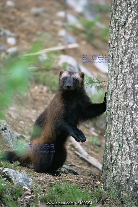 : Wolverine leening on tree trunk : Wolverine leening on tree trunk