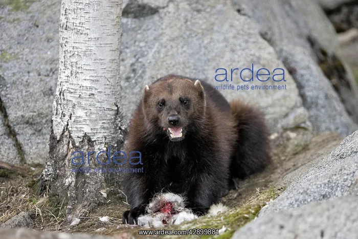 : Wolverine - with prey : Wolverine - with prey