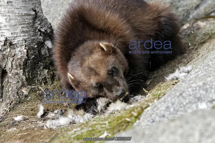 : Wolverine - with prey : Wolverine - with prey