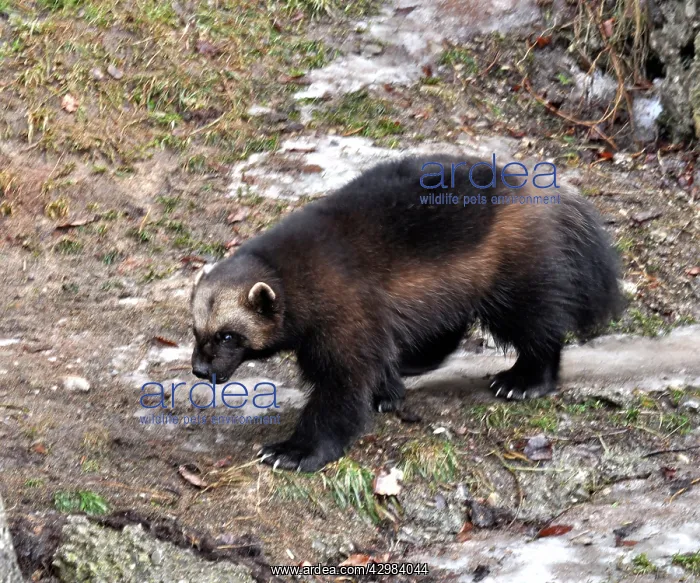 : Wolverine - searching for food in late winter melting snow : Wolverine - searching for food in late winter melting snow