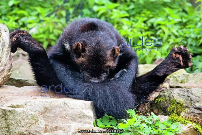 : Wolverine; sitting on its haunches, cleaning its : Wolverine; sitting on its haunches, cleaning its