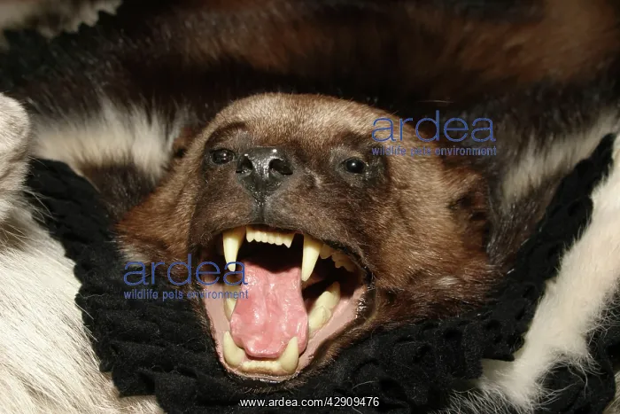 : Wolverine - skin : Wolverine - skin