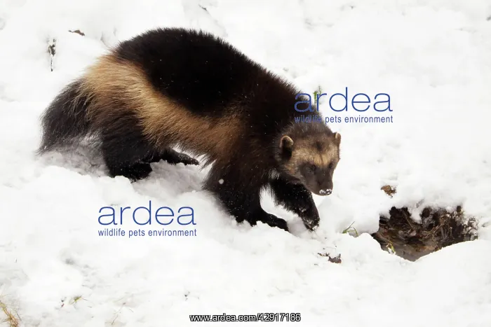 : Wolverine - in snow : Wolverine - in snow