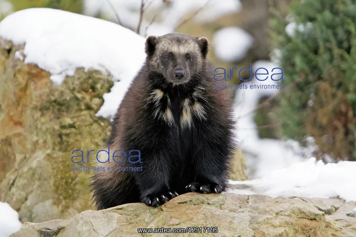 : Wolverine - in snow : Wolverine - in snow