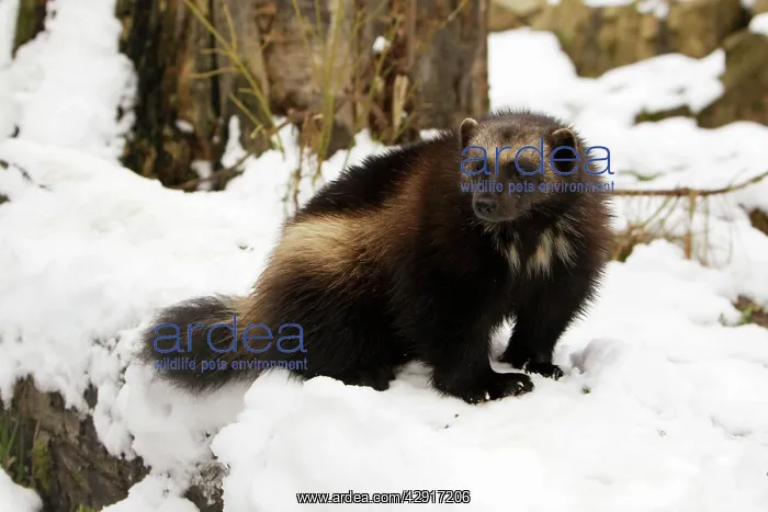 : Wolverine - in snow : Wolverine - in snow