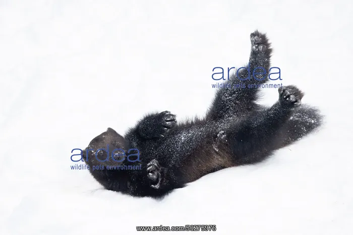: Wolverine snow : Wolverine snow