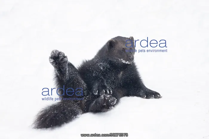 : Wolverine snow : Wolverine snow