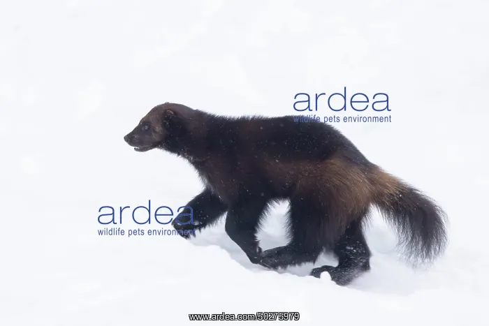 : Wolverine snow : Wolverine snow