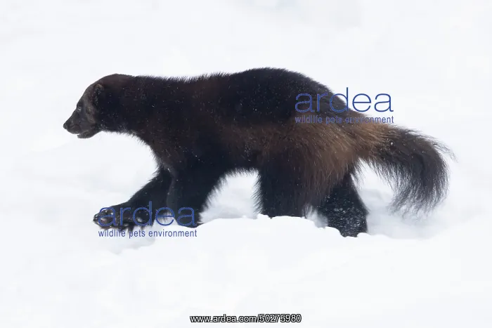 : Wolverine snow : Wolverine snow
