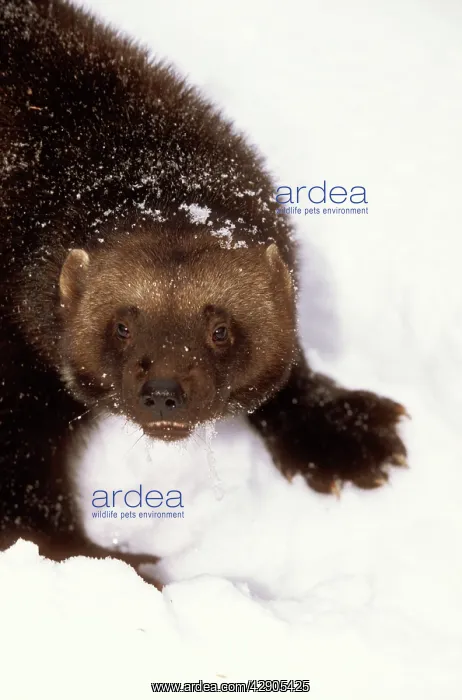 : WOLVERINE - in snow, close-up of head : WOLVERINE - in snow, close-up of head