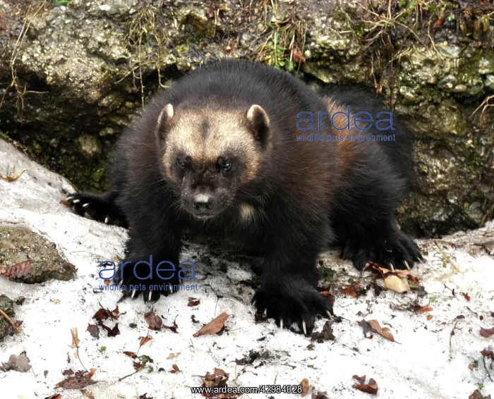 : Wolverine - squatting to scent mark rock in snow : Wolverine - squatting to scent mark rock in snow