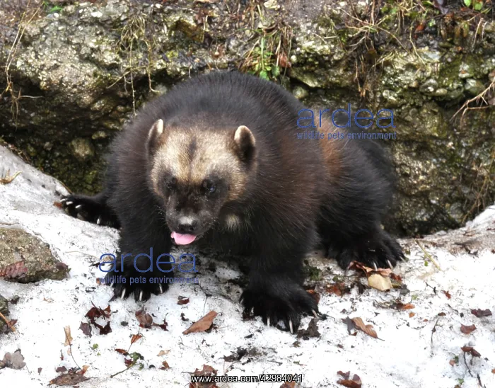 : Wolverine - squatting to scent mark rock in snow : Wolverine - squatting to scent mark rock in snow
