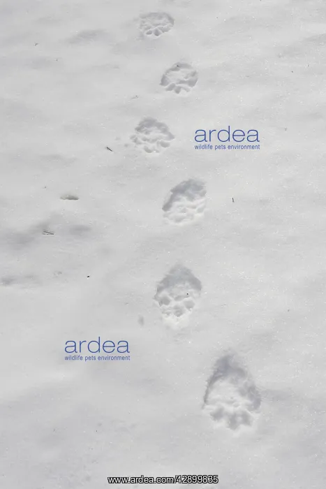 : Wolverine - tracks in snow : Wolverine - tracks in snow
