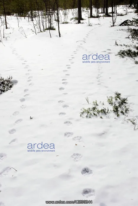 : Wolverine - tracks in snow : Wolverine - tracks in snow