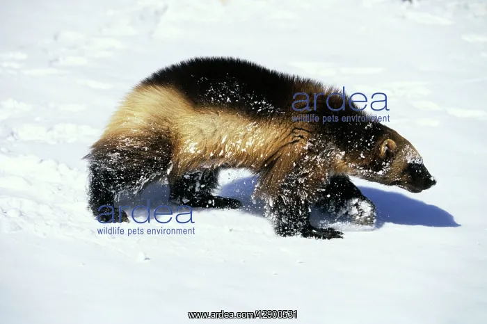 : Wolverine - walking in snow : Wolverine - walking in snow