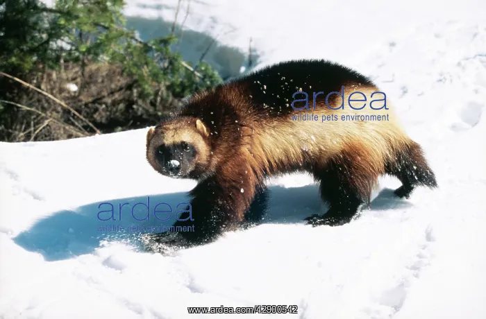  : WOLVERINE - walks in snow