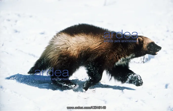 : WOLVERINE - walks in snow : WOLVERINE - walks in snow