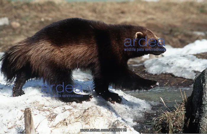 : WOLVERINE - by water's edge in snow : WOLVERINE - by water's edge in snow
