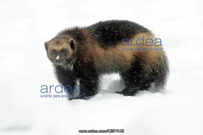 : Wolverine - in winter snow : Wolverine - in winter snow