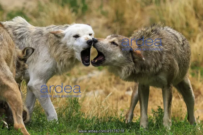 : Two wolves in aggressive behaviour in a meadow : Two wolves in aggressive behaviour in a meadow