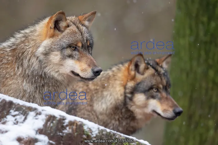 : Wolves (Canis lupus) : Wolves (Canis lupus)
