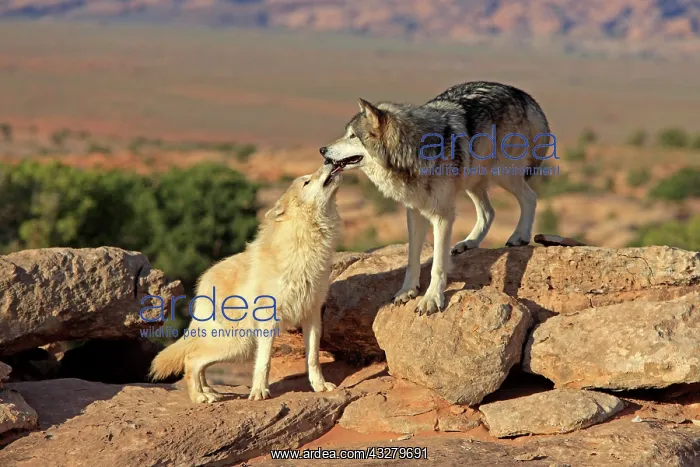 : Wolves (Canis lupus), adult, Monument Valley, Utah : Wolves (Canis lupus), adult, Monument Valley, Utah