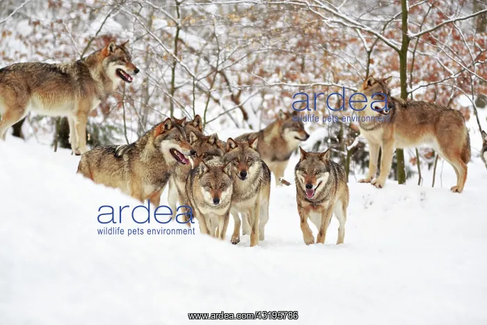 : Wolves (Canis lupus) in the snow, wolf pack, Neuhaus : Wolves (Canis lupus) in the snow, wolf pack, Neuhaus