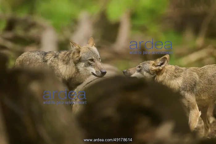 : Two wolves in the forest facing each other : Two wolves in the forest facing each other