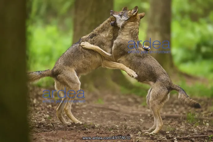 : Two wolves in the forest playfully wrestling with each other : Two wolves in the forest playfully wrestling with each other