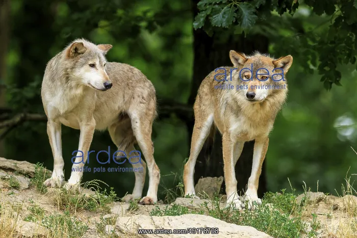 : Two wolves on a hilly area under trees : Two wolves on a hilly area under trees