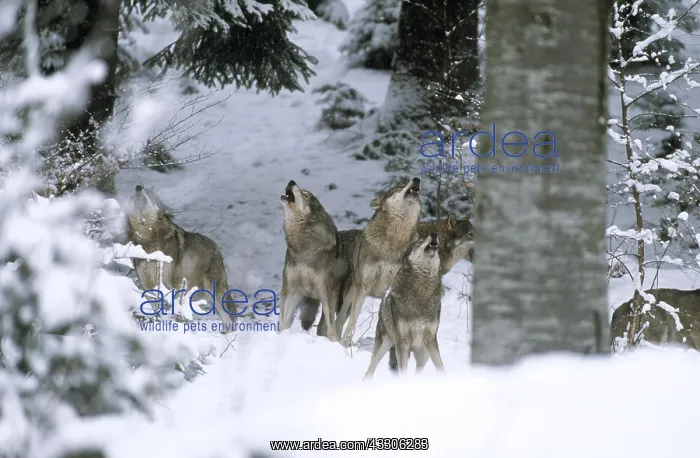 : WOLVES - howling : WOLVES - howling