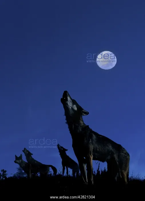: Wolves - Howling in moonlight : Wolves - Howling in moonlight