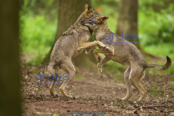 : Two wolves interacting playfully with each other in the forest : Two wolves interacting playfully with each other in the forest