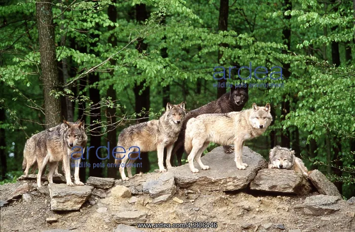 : WOLVES - Pack : WOLVES - Pack