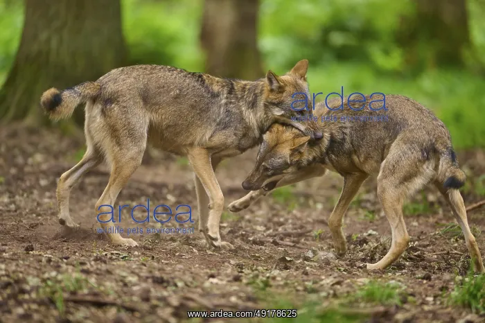 : Two wolves playfully fighting together in a wooded area : Two wolves playfully fighting together in a wooded area