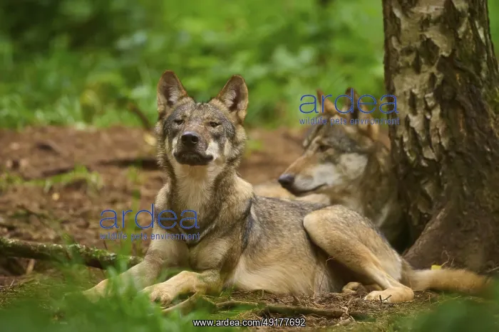 : Two wolves relaxing in the forest next to a tree : Two wolves relaxing in the forest next to a tree