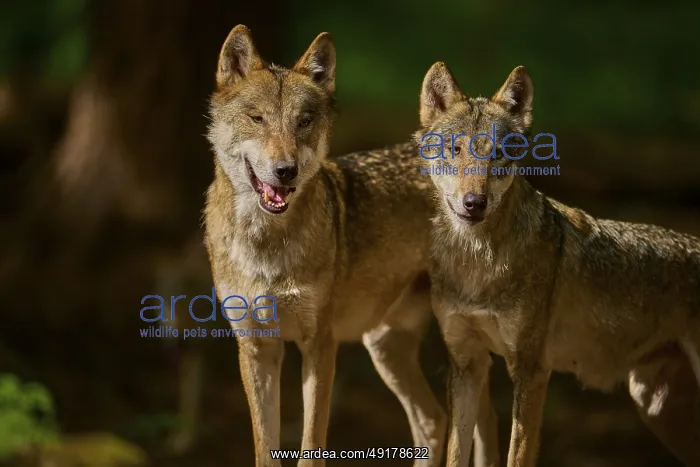 : Two wolves standing close to each other : Two wolves standing close to each other