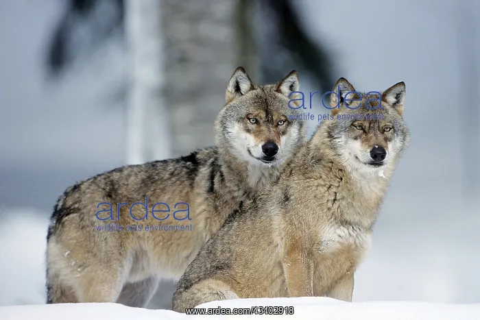 : Two wolves in winter, Bavarian Forest National Park : Two wolves in winter, Bavarian Forest National Park