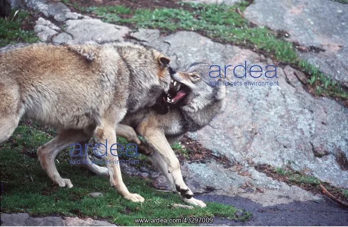 : WOLVES - x two fighting, aggression : WOLVES - x two fighting, aggression